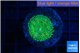 Ricordea floridae green small polyp 1 polyp WYSIWYG acclimaté