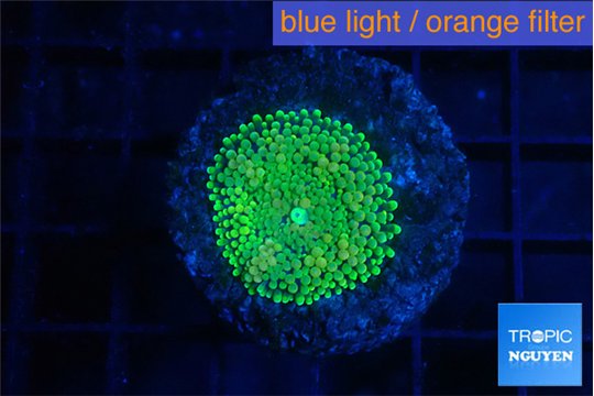 Ricordea floridae green small polyp 1 polyp WYSIWYG acclimaté