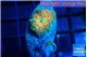 Ricordea yuma Goliath rainbow 1 polyp WYSIWYG acclimaté