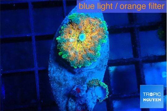 Ricordea yuma Goliath rainbow 1 polyp WYSIWYG acclimaté