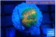 Ricordea yuma Goliath rainbow 1 polyp WYSIWYG acclimaté