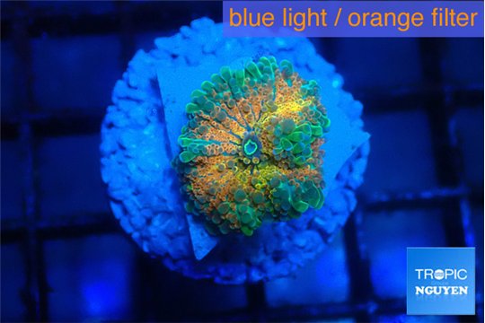 Ricordea yuma Goliath rainbow 1 polyp WYSIWYG acclimaté