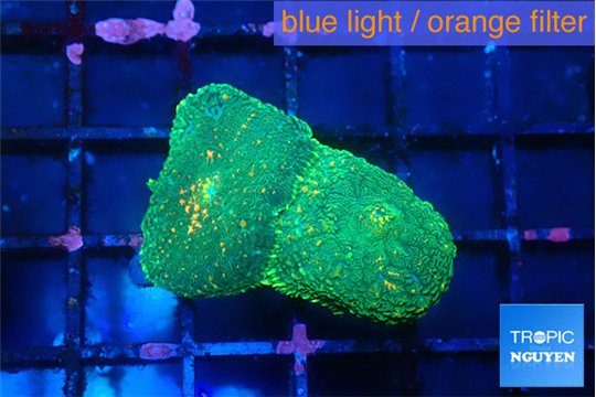 Rhodactis green orange spot 2 polyps WYSIWYG acclimaté