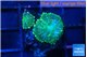 Discosoma green 2 polyps WYSIWYG acclimaté