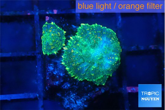 Discosoma green 2 polyps WYSIWYG acclimaté