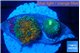 Ricordea yuma Goliath rainbow & yuma green 2 polyps WYSIWYG acclimaté
