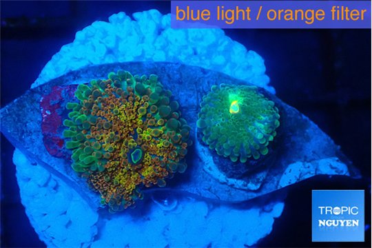 Ricordea yuma Goliath rainbow & yuma green 2 polyps WYSIWYG acclimaté