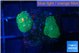 Rhodactis green orange spot 2 polyps WYSIWYG acclimaté