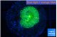 Ricordea floridae green 1 polyp WYSIWYG acclimaté