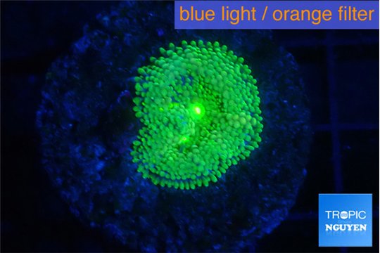 Ricordea floridae green 1 polyp WYSIWYG acclimaté