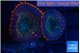 Rhodactis deep blue & red line 2 polyps WYSIWYG acclimaté