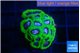 Favia space monkey 3-4 cm WYSIWYG acclimaté