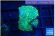 Rhodactis green gold 3 polyps WYSIWYG acclimaté