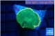 Rhodactis green gold 1 polyp WYSIWYG acclimaté
