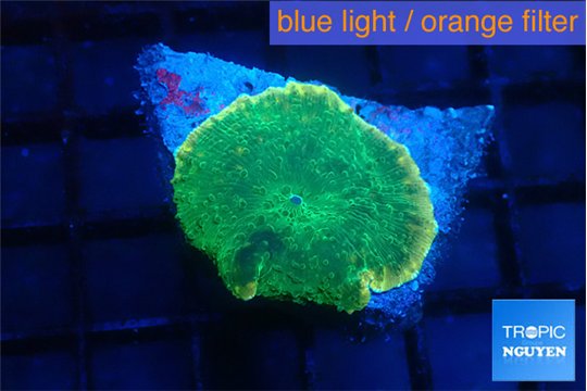 Rhodactis green gold 1 polyp WYSIWYG acclimaté