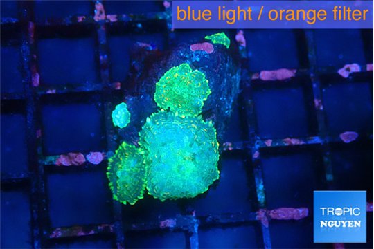 Rhodactis green gold small polyps 3 polyps WYSIWYG acclimaté