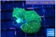 Rhodactis green orange spot 3 polyps WYSIWYG acclimaté