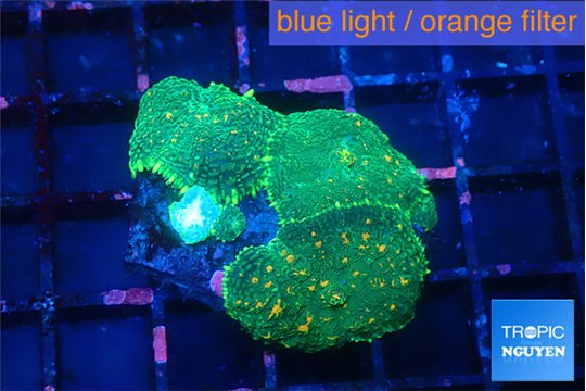 Rhodactis green orange spot 3 polyps WYSIWYG acclimaté