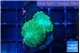 Rhodactis green gold small polyps 2 polyps WYSIWYG acclimaté