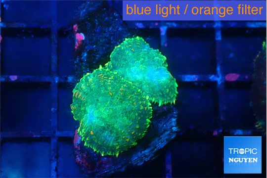 Rhodactis green gold small polyps 2 polyps WYSIWYG acclimaté