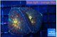 Rhodactis magma 2 polyps WYSIWYG acclimaté