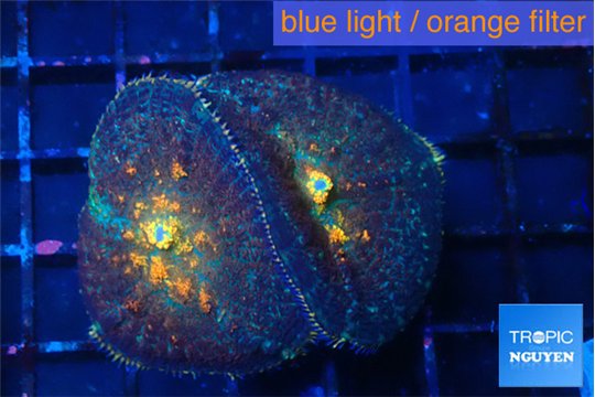 Rhodactis magma 2 polyps WYSIWYG acclimaté
