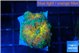Ricordea yuma Goliath rainbow 2 polyps WYSIWYG acclimaté