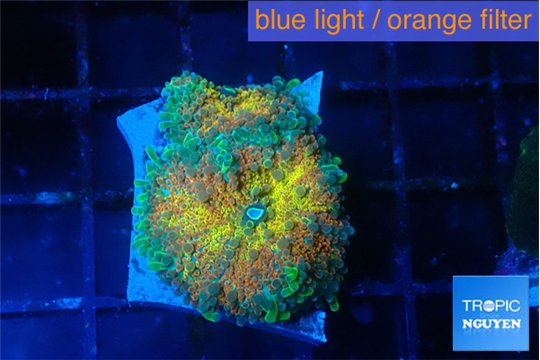 Ricordea yuma Goliath rainbow 2 polyps WYSIWYG acclimaté