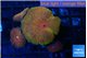 Discosoma fire flash 3 polyps WYSIWYG acclimaté