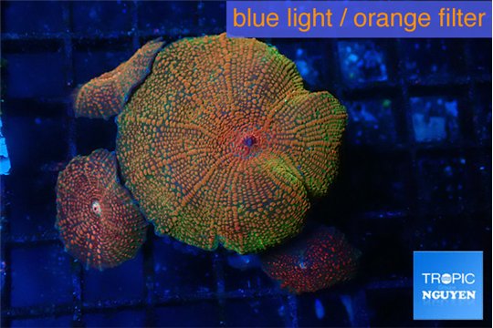 Discosoma fire flash 3 polyps WYSIWYG acclimaté