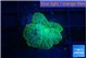 Rhodactis green lemon 1 polyp WYSIWYG acclimaté