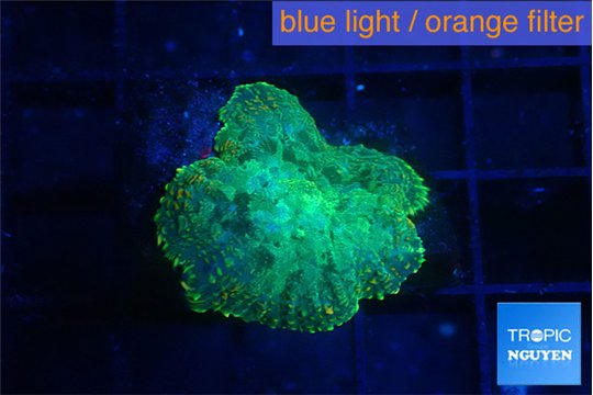 Rhodactis green lemon 1 polyp WYSIWYG acclimaté