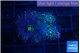 Ricordea yuma pink purple 3 polyps WYSIWYG acclimaté
