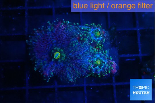 Ricordea yuma pink purple 3 polyps WYSIWYG acclimaté