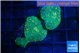 Rhodactis green orange spot 3 polyps WYSIWYG acclimaté