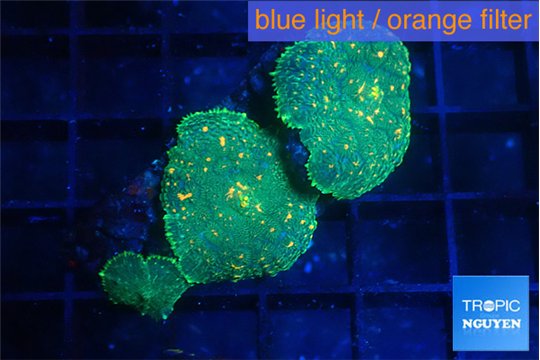 Rhodactis green orange spot 3 polyps WYSIWYG acclimaté
