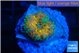 Ricordea yuma Goliath rainbow 1 polyp WYSIWYG acclimaté