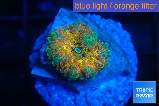 Ricordea yuma Goliath rainbow 1 polyp WYSIWYG acclimaté