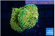 Ricordea floridae green golden 2 polyps WYSIWYG acclimaté