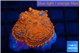 Rhodactis red blue flash 1 polyp WYSIWYG acclimaté