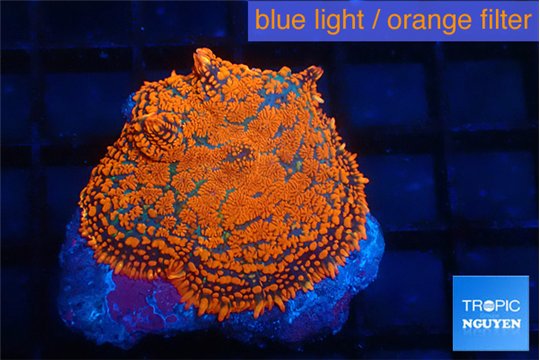 Rhodactis red blue flash 1 polyp WYSIWYG acclimaté