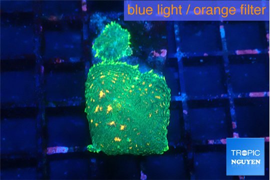 Rhodactis green orange spot 2 polyps WYSIWYG acclimaté