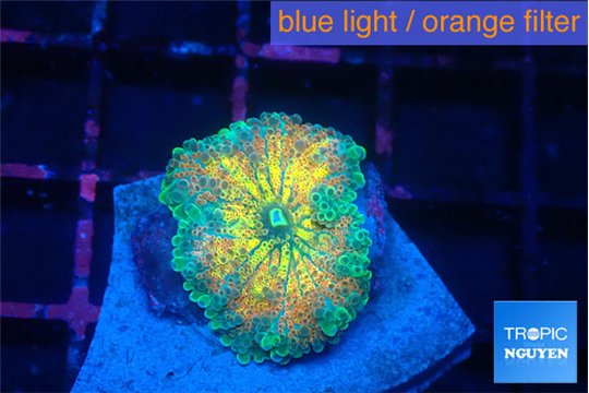Ricordea yuma Goliath rainbow 1 polyp WYSIWYG acclimaté