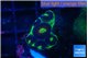 Favia green snake 2-3 cm WYSIWYG acclimaté