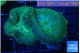 Rhodactis green & blue spot 2 polyps WYSIWYG acclimaté