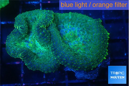 Rhodactis green & blue spot 2 polyps WYSIWYG acclimaté