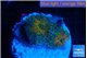 Ricordea yuma orange 2 polyps WYSIWYG acclimaté