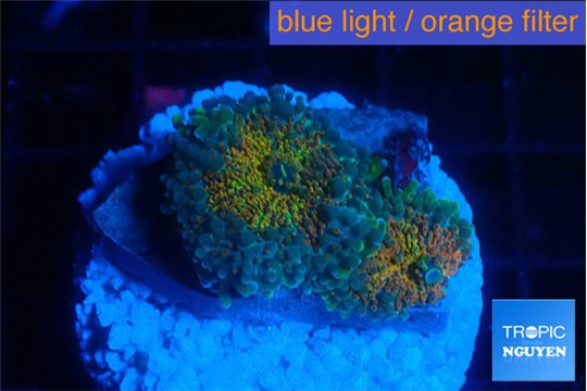 Ricordea yuma orange 2 polyps WYSIWYG acclimaté