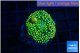 Ricordea floridae green golden 1 polyp WYSIWYG acclimaté