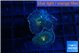 Rhodactis dark gold 2 polyps WYSIWYG acclimaté